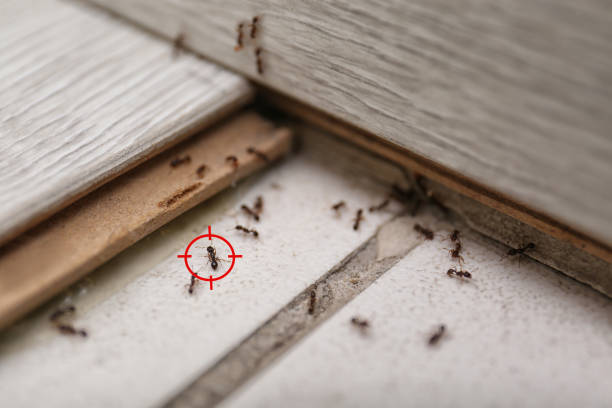 Best Pest Removal Services  in Douglas, WY